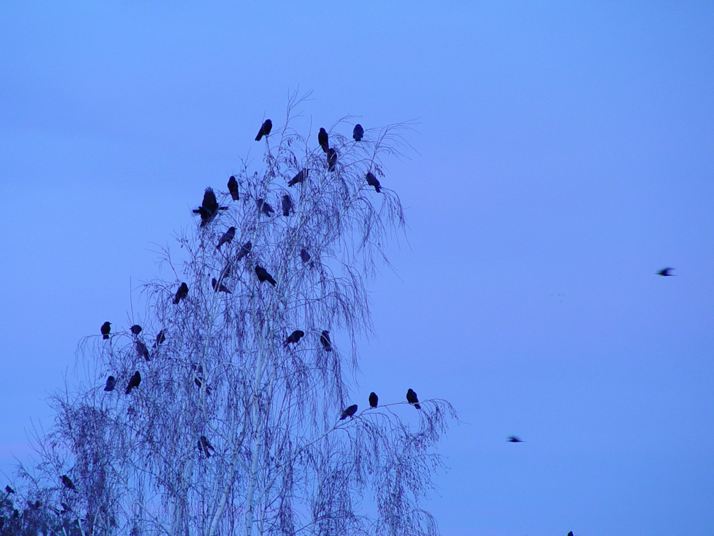 Crows Part II